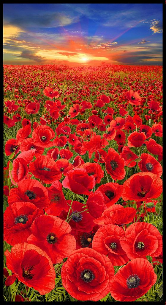 Timeless Treasures Fabrics- Sunset Poppies - Panel #CD2520 **PANEL**